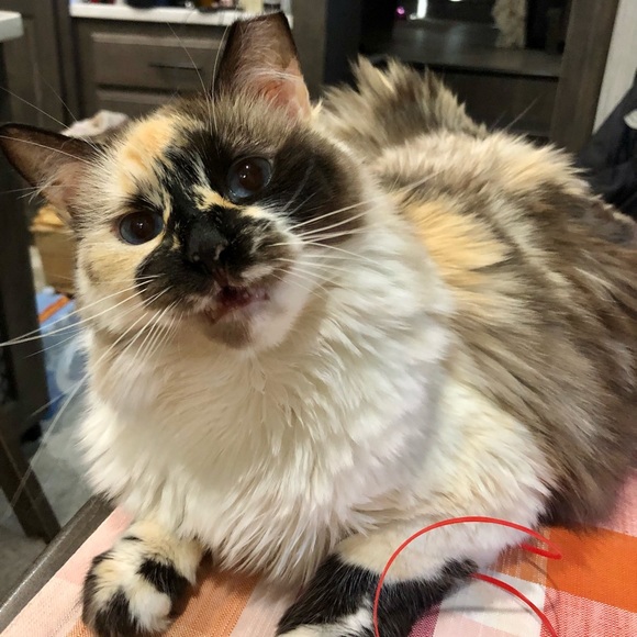 No price is firm❣️ - Picture 10 of 13